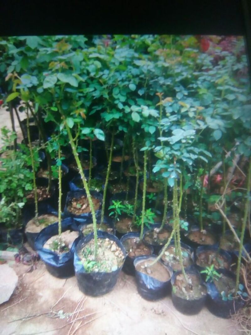 树状月季苗80cm以上