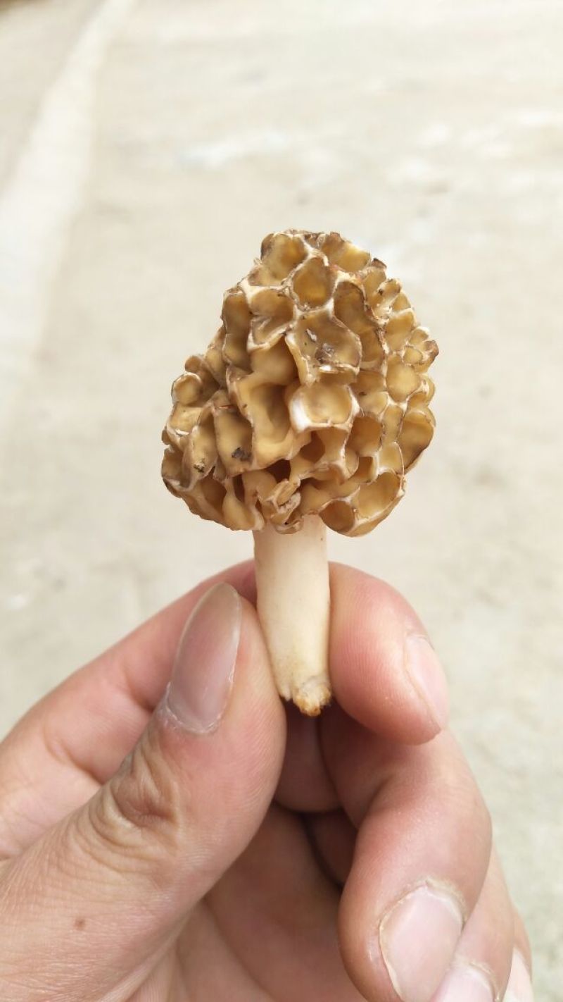 羊肚菌特级