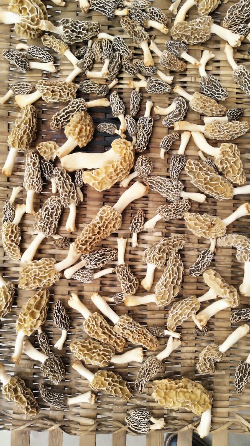羊肚菌特级