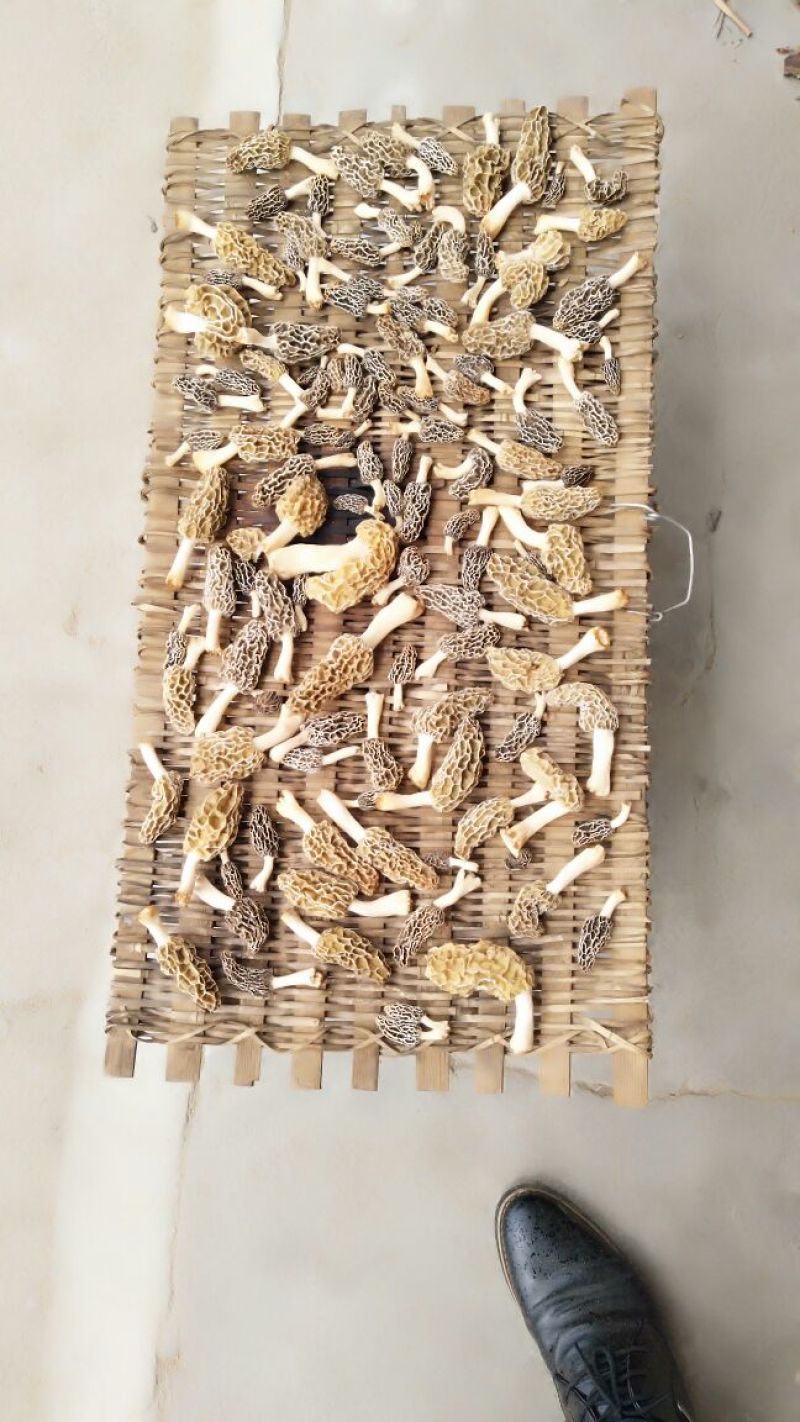 羊肚菌特级