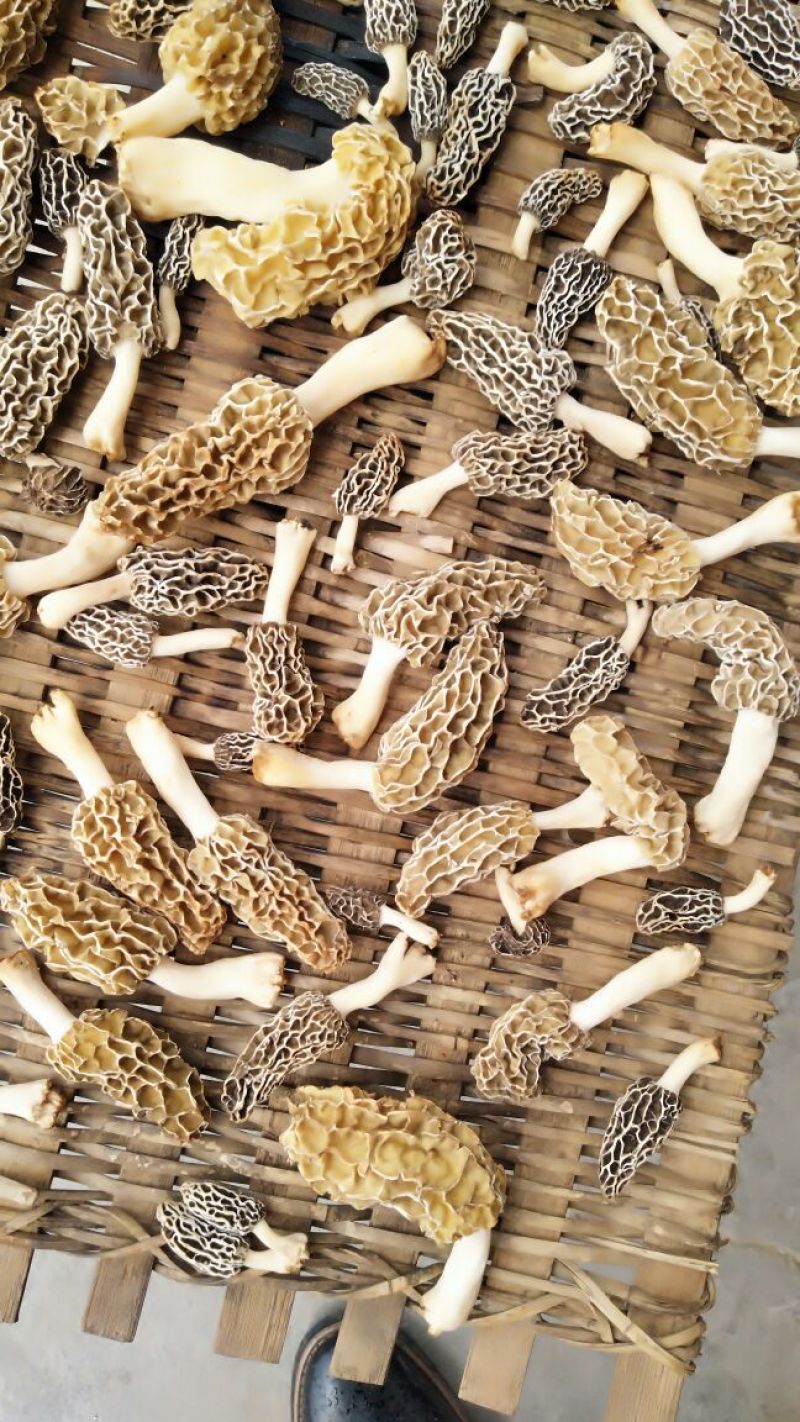 羊肚菌特级