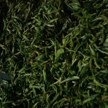 普洱茶二级