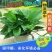 绿萝20cm