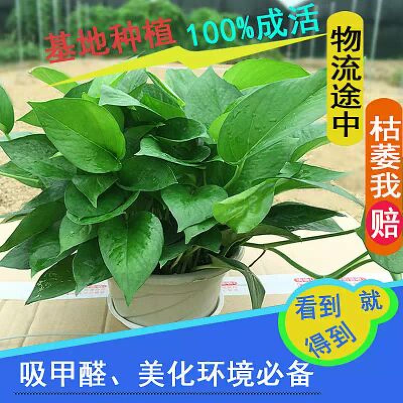 绿萝20cm
