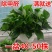 绿萝20cm
