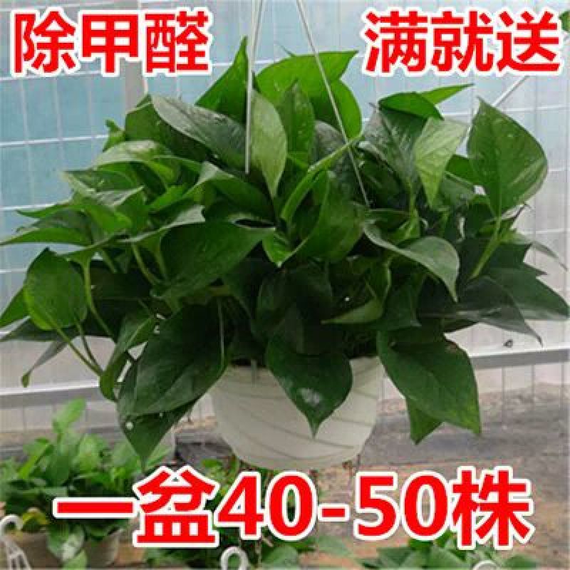 绿萝20cm