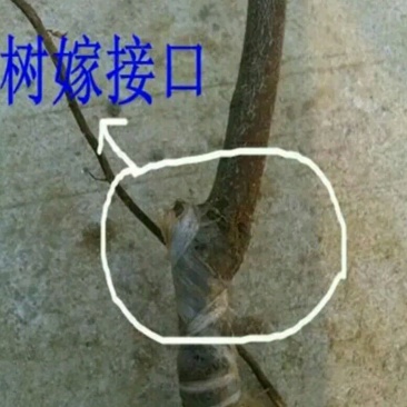 拐枣树苗80~110cm