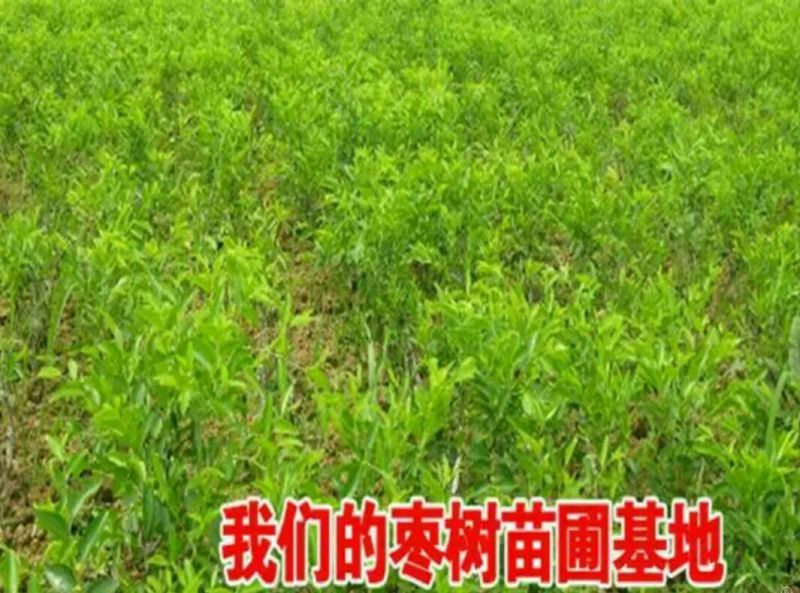 拐枣树苗80~110cm