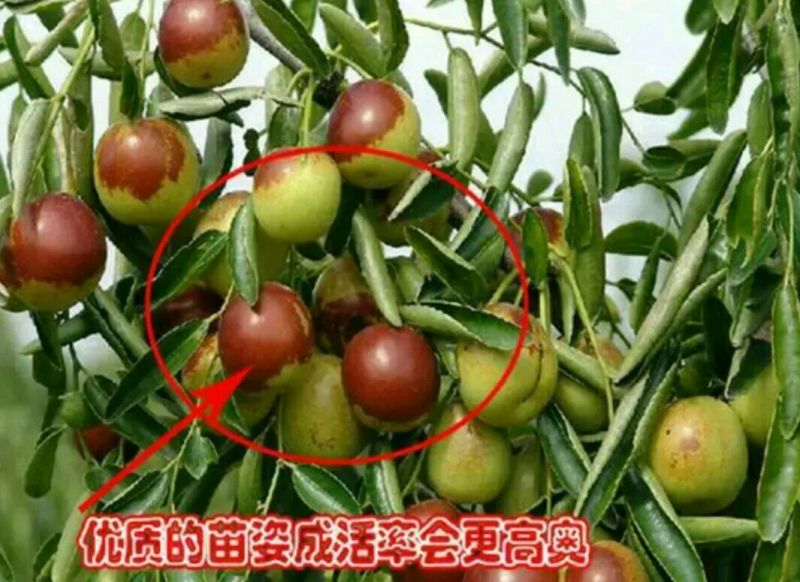 拐枣树苗80~110cm