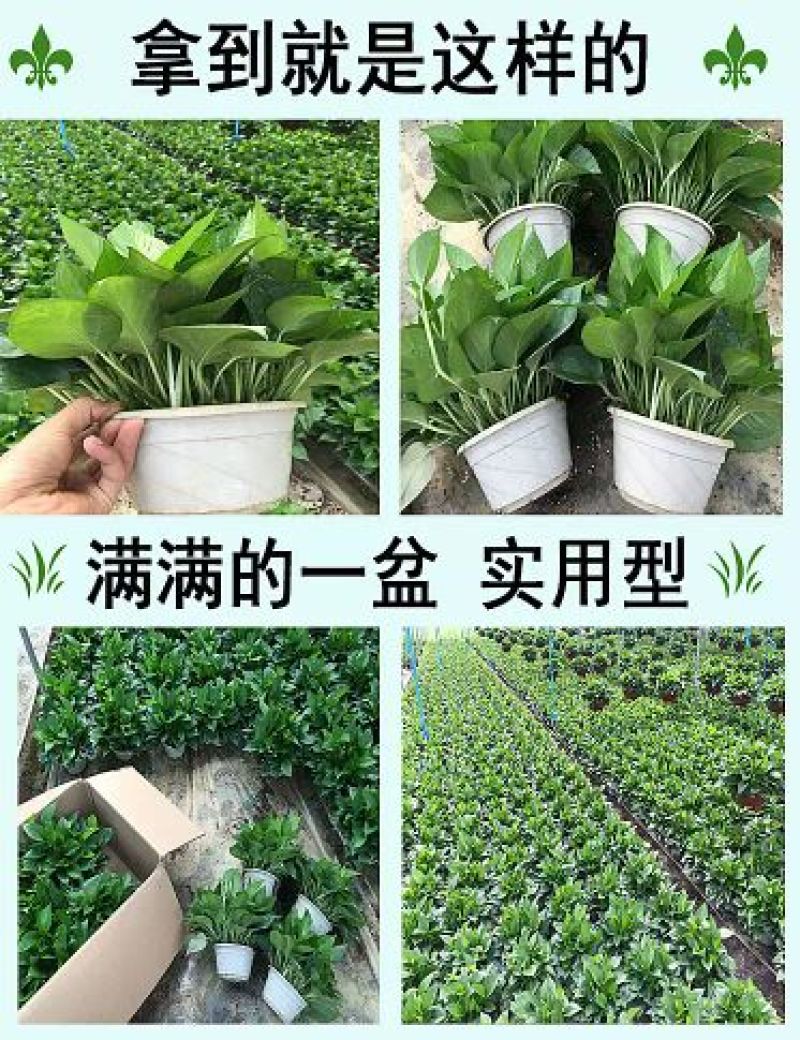 绿萝20cm