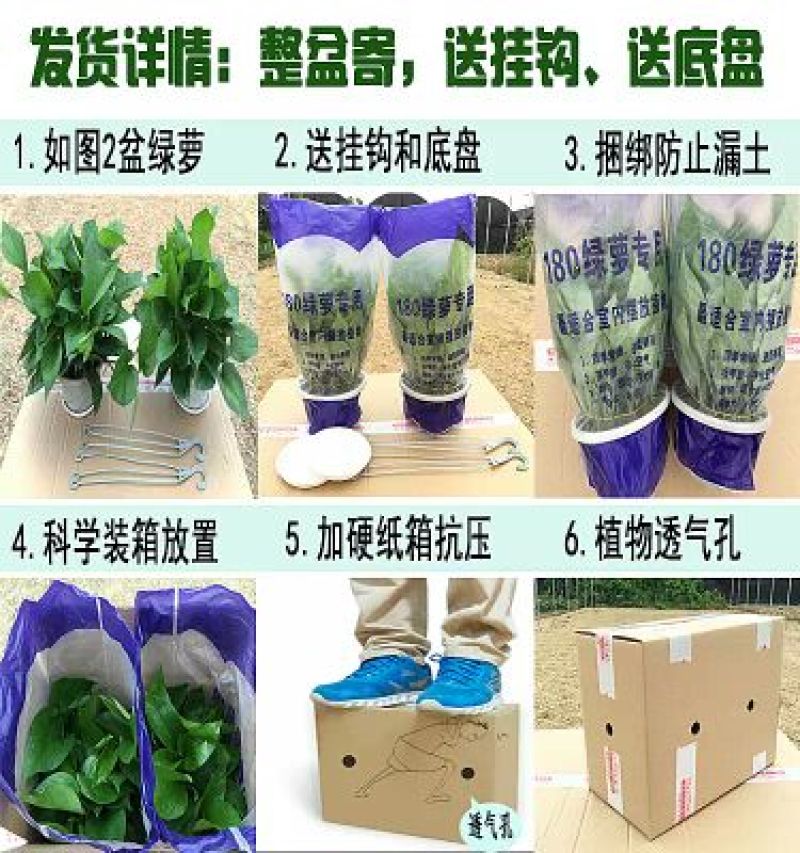 绿萝20cm