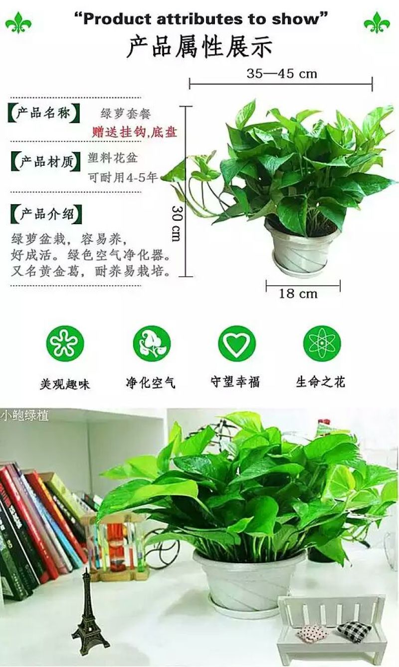绿萝20cm