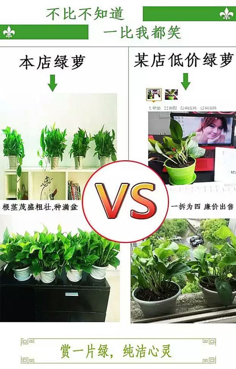 绿萝20cm