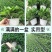 绿萝20cm