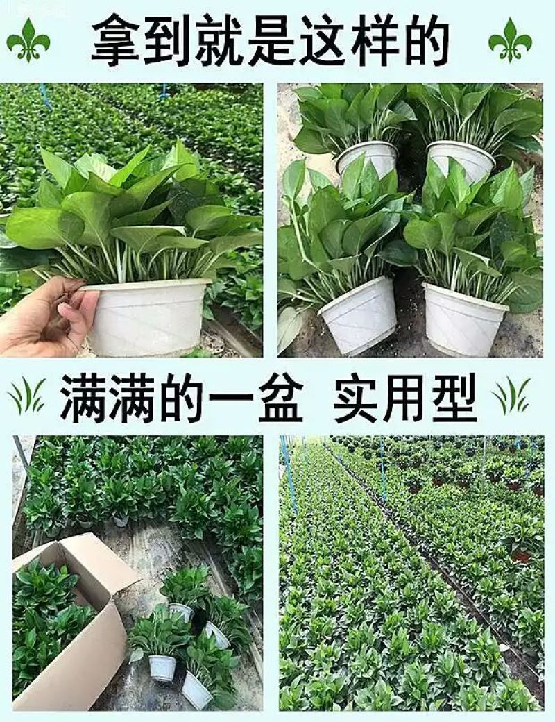 绿萝20cm