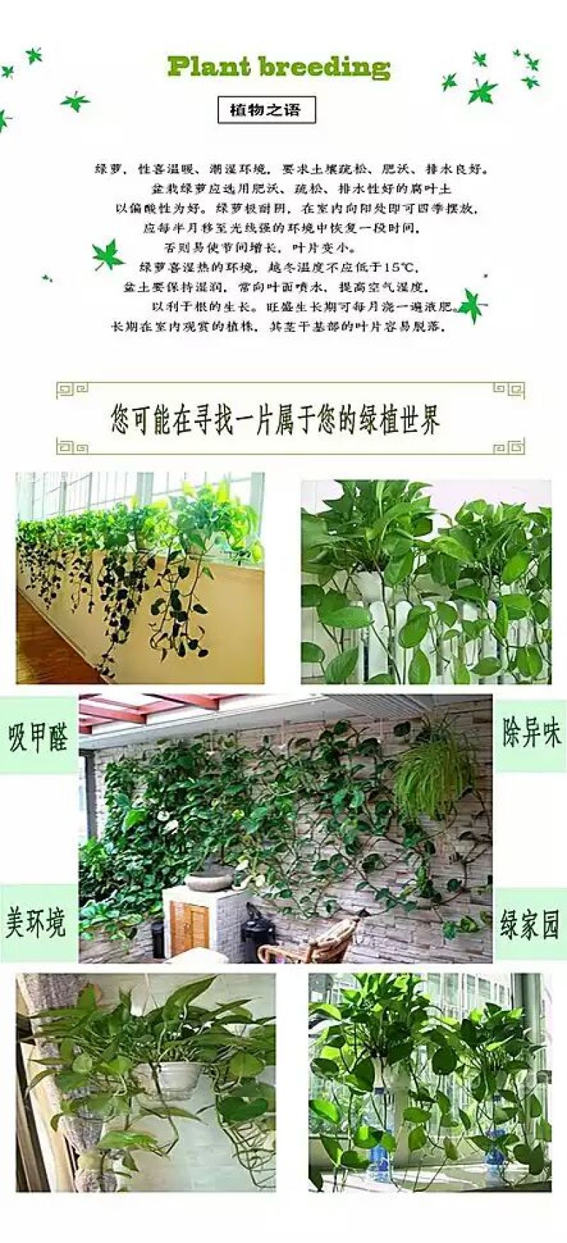 绿萝20cm