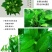 绿萝20cm