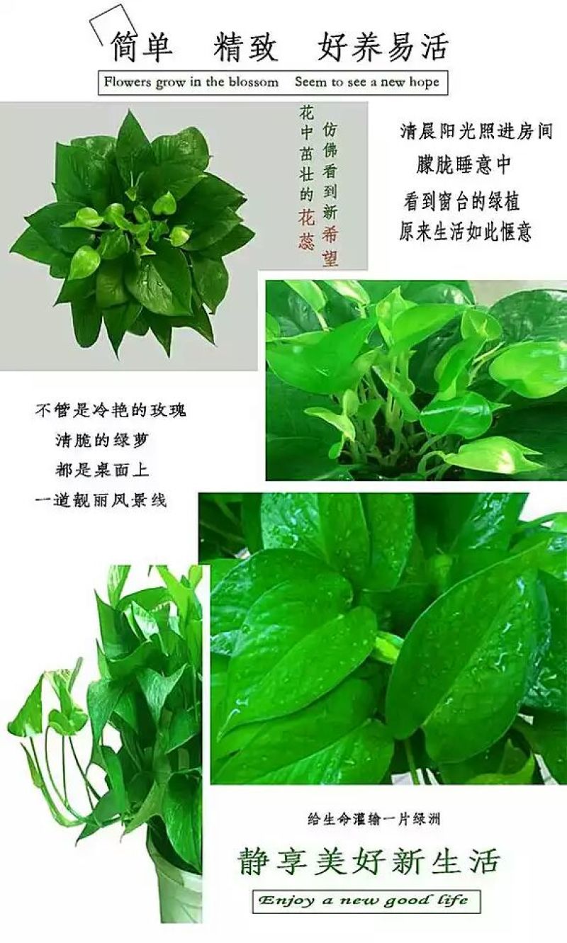 绿萝20cm