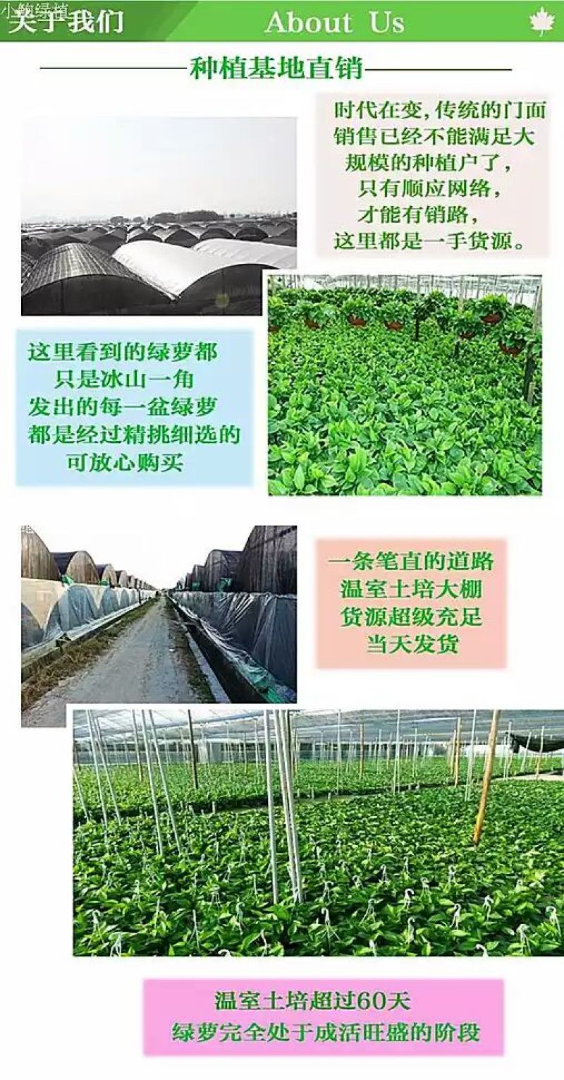 绿萝20cm