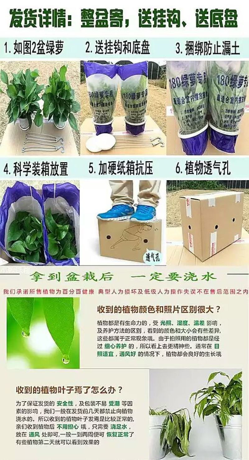 绿萝20cm