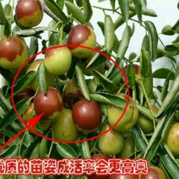 大枣苗80~110cm