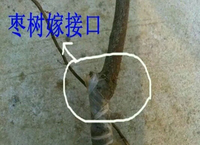 大枣苗80~110cm