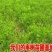 大枣苗80~110cm