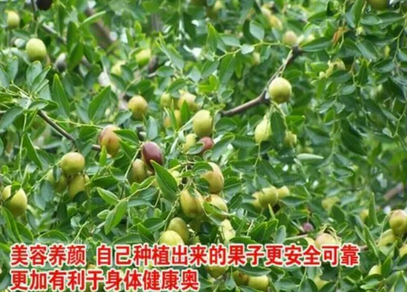 大枣苗80~110cm
