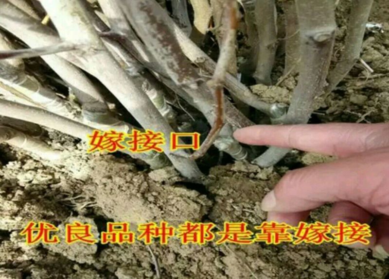 梨枣树苗80~110cm大量现货供应可以实地考察