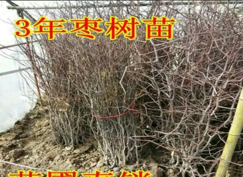 梨枣树苗80~110cm大量现货供应可以实地考察