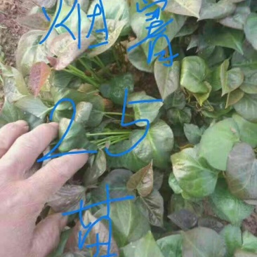 济薯二十六15~25cm