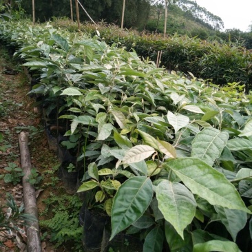 羊奶果苗
