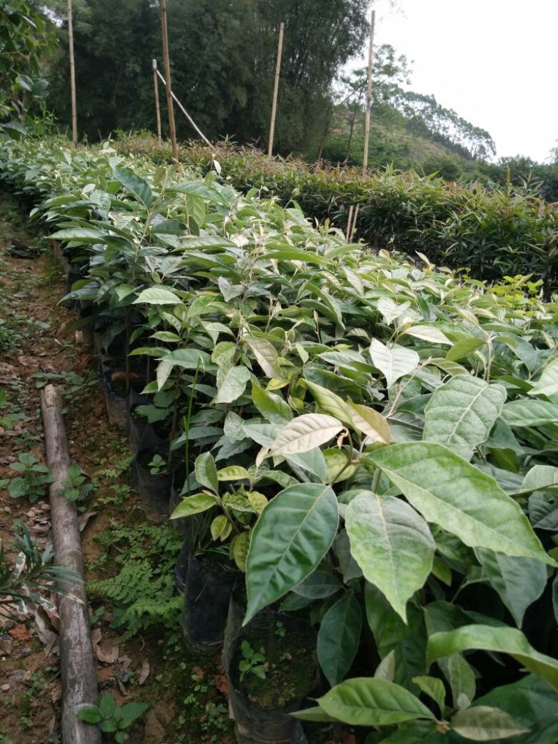 羊奶果苗