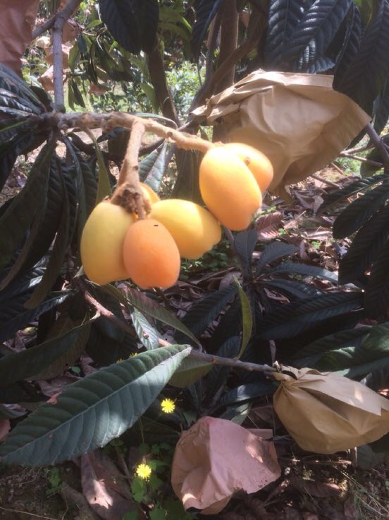 大五星枇杷