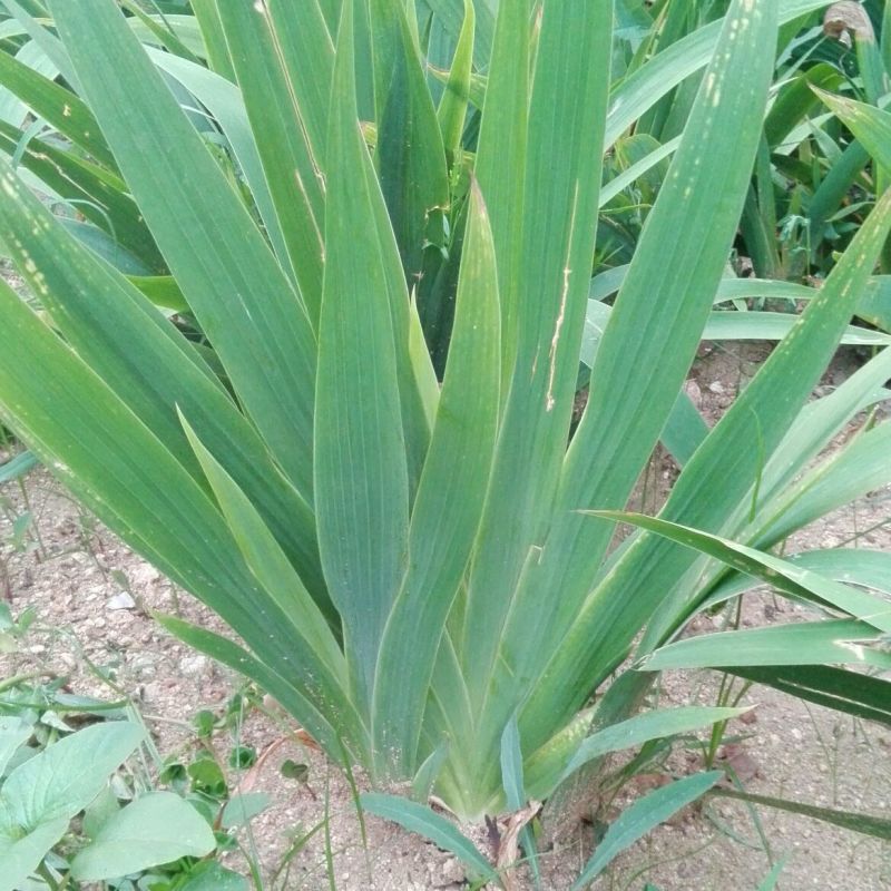 蓝花鸢尾不含盆