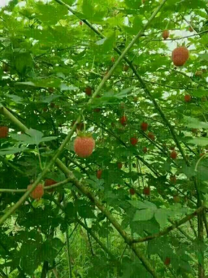 农村想致富就要种中药材，覆盆子是中药水果两用的，覆盆子苗