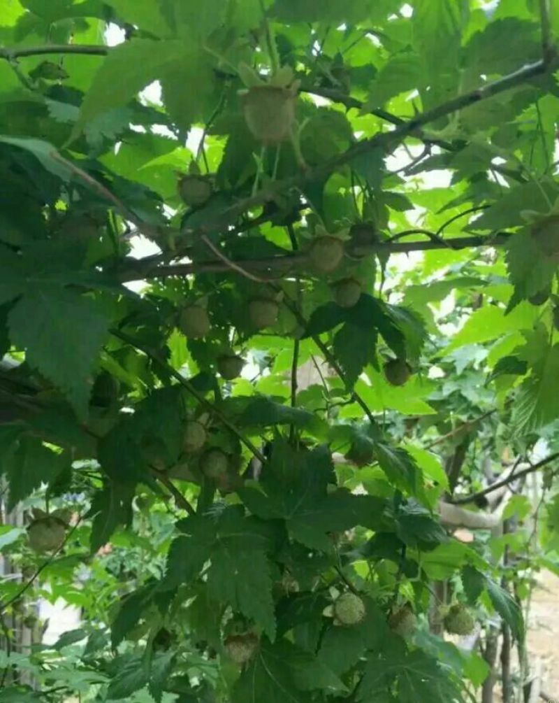 农村想致富就要种中药材，覆盆子是中药水果两用的，覆盆子苗