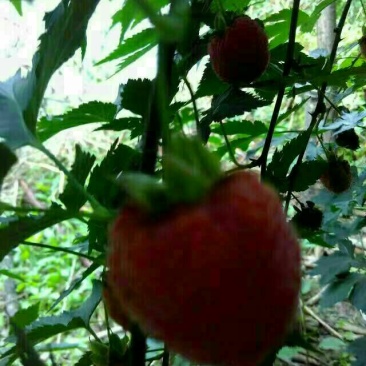 农村想致富就要种中药材，覆盆子是中药水果两用的，覆盆子苗