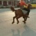 矮马100~200kg