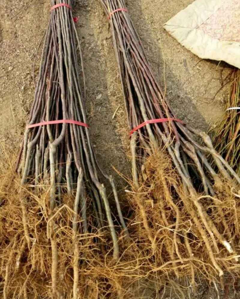 鸡心果苗大量现货供应可以实地考察