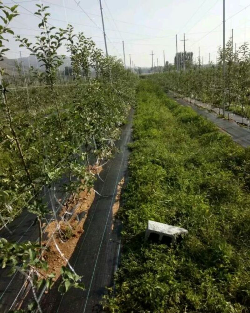 鸡心果苗大量现货供应可以实地考察