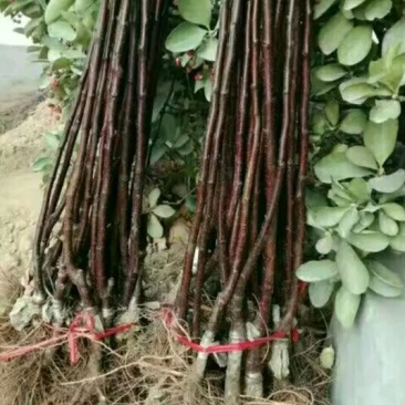 鸡心果苗大量现货供应可以实地考察