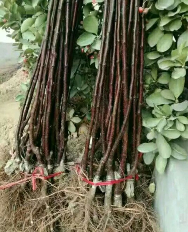 鸡心果苗大量现货供应可以实地考察