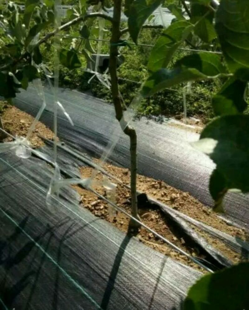 鸡心果苗大量现货供应可以实地考察