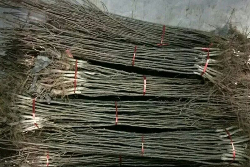 鸡心果苗大量现货供应可以实地考察