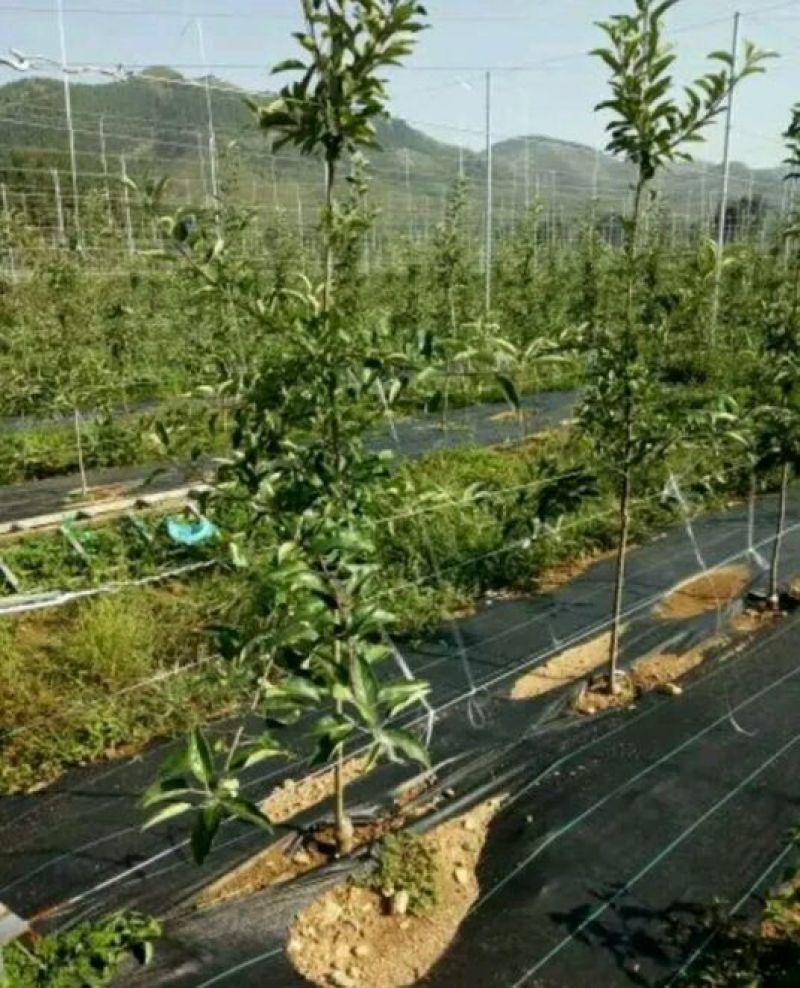 鸡心果苗大量现货供应可以实地考察