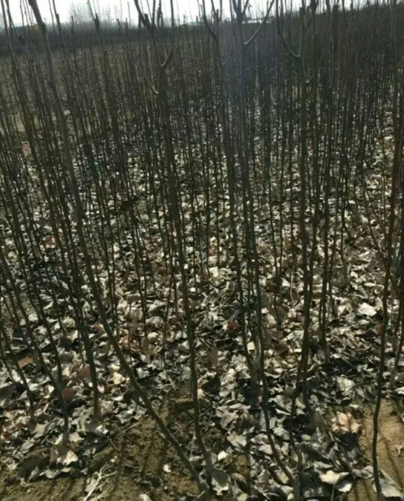 鸡心果苗大量现货供应可以实地考察