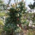 兔眼蓝莓鲜果10~12mm以上