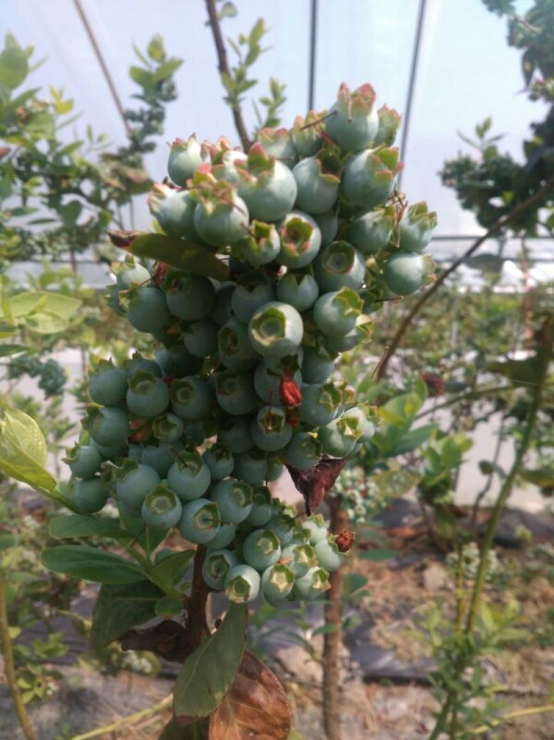 兔眼蓝莓鲜果10~12mm以上