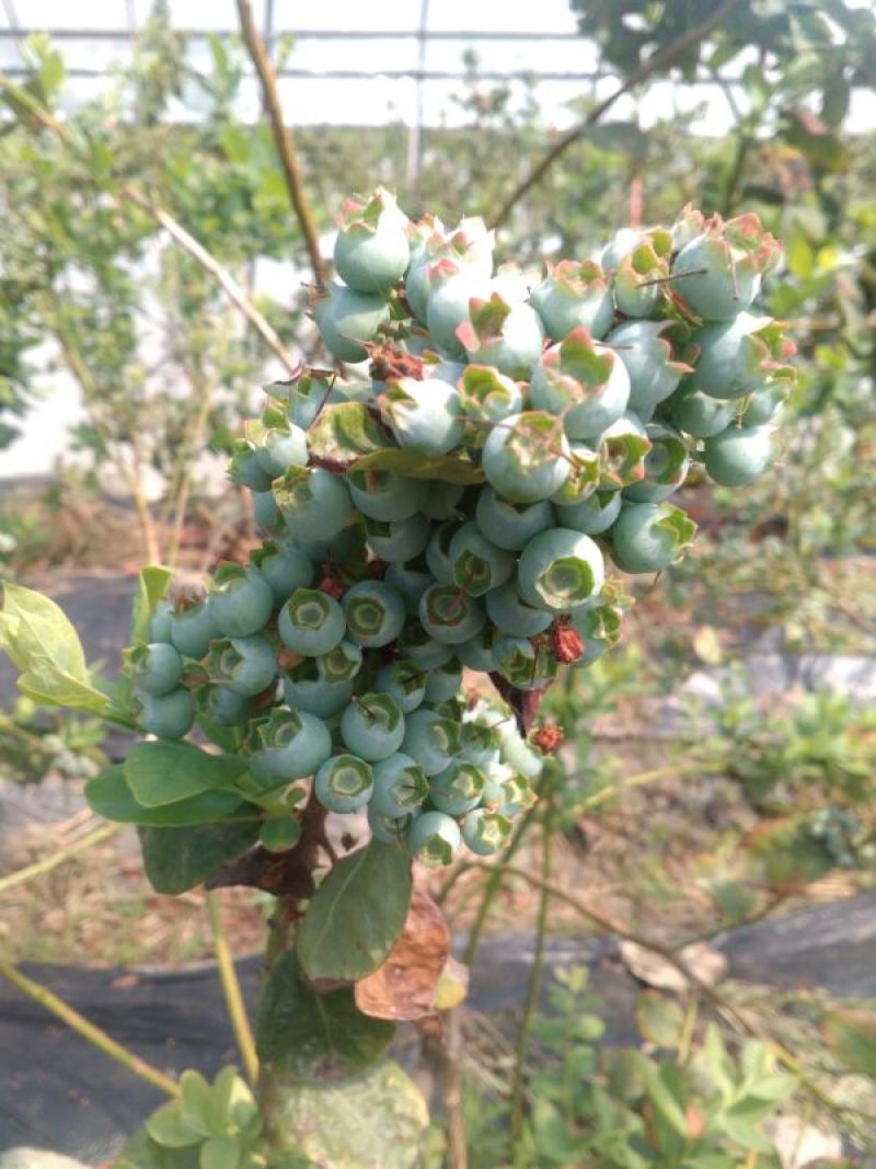 兔眼蓝莓鲜果10~12mm以上